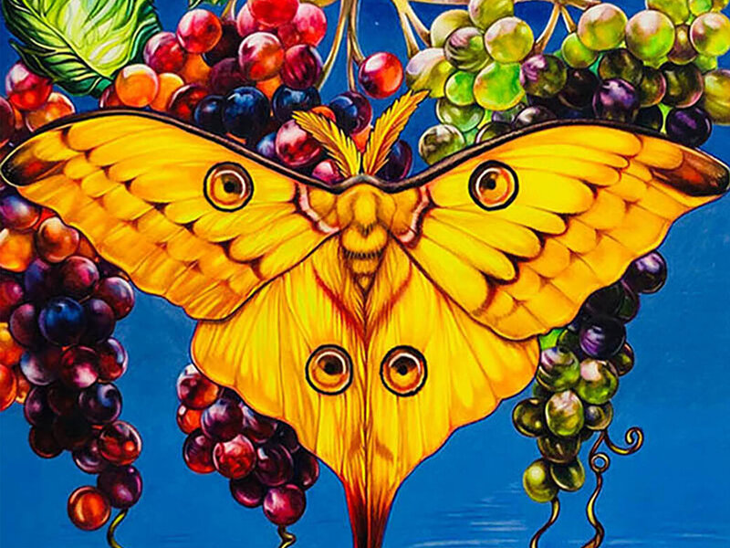 Moon Moth, 18 x 28," colored pencil 