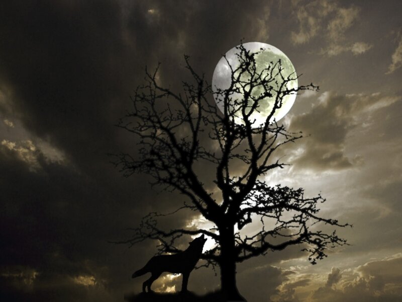 Moon Light Howl