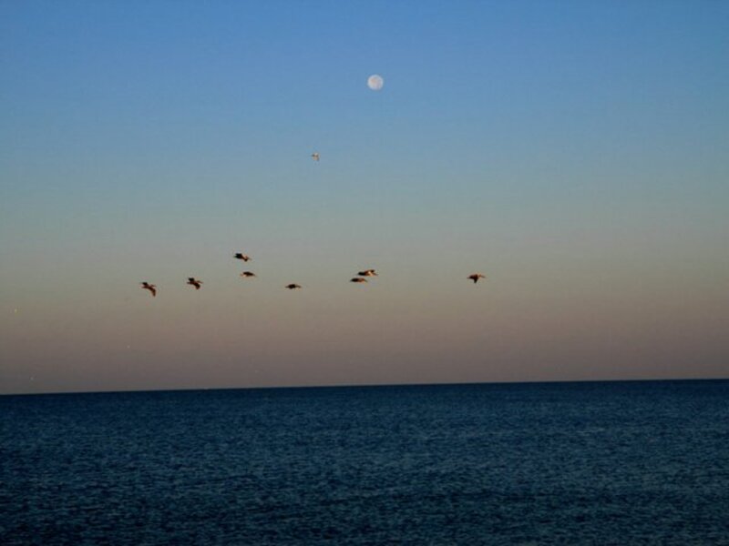 Moon in the Morning