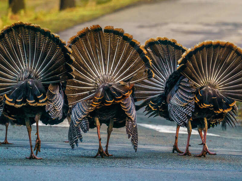 tom turkeys 