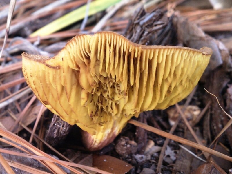 Mushroom underside