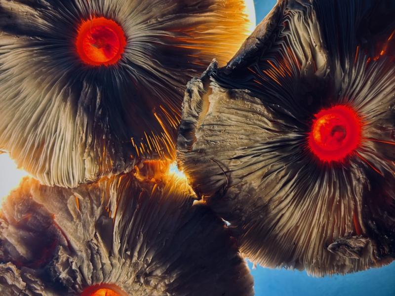 Photograph of wild mushrooms, August, 2025.