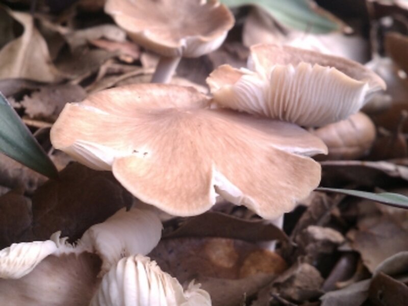 Wild mushrooms
