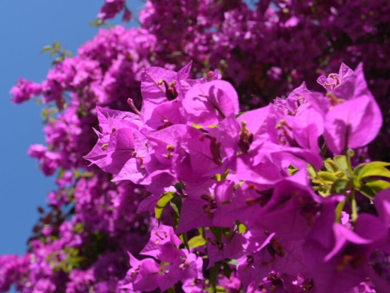 Purple Flowers 