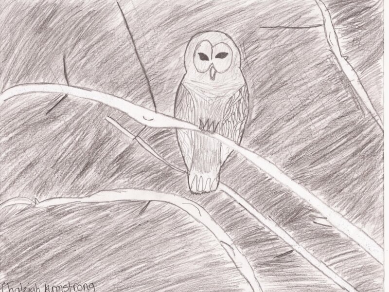 Night Owl