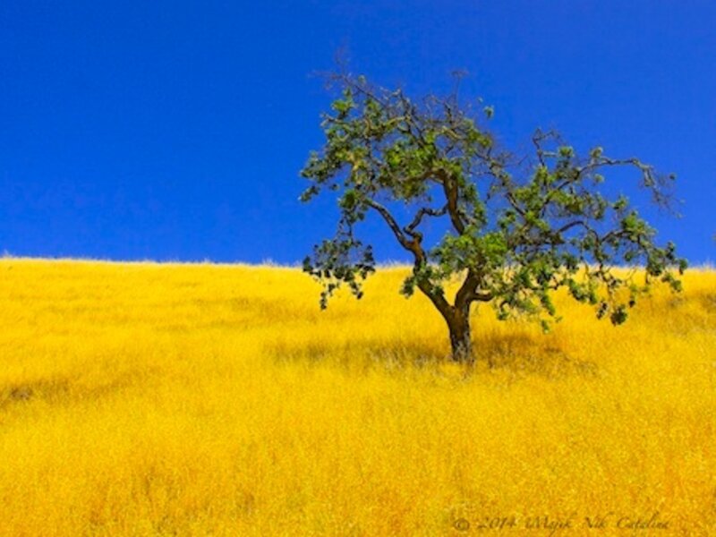 Oak In Amber Gold