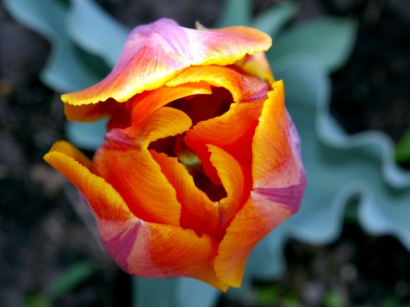 Orange Tulip Tip