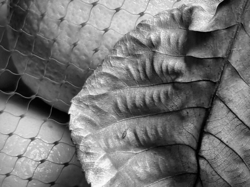 Photograph of dead leaf and oranges, December 7, 2024. 