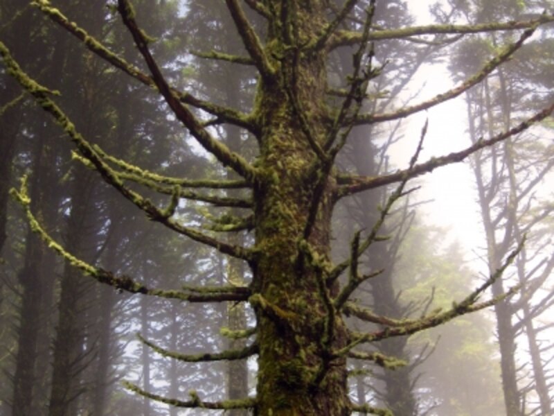 Old Tree in the Forrest