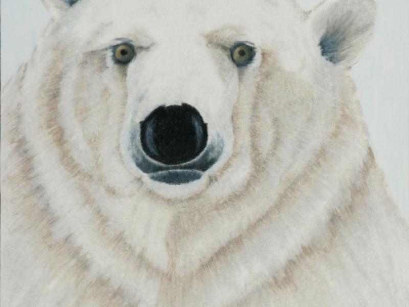 Polar Bear portrait