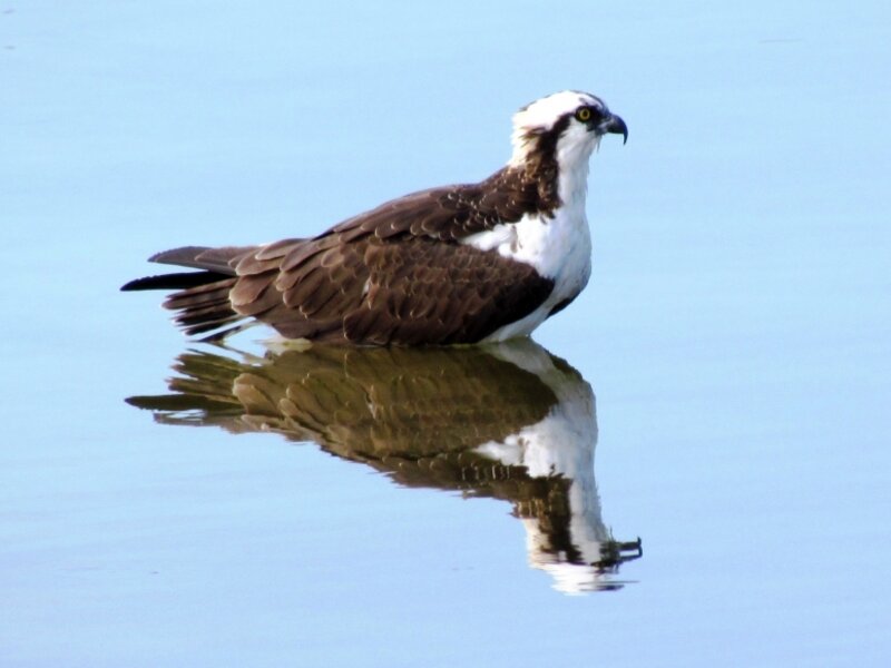 Reflecting