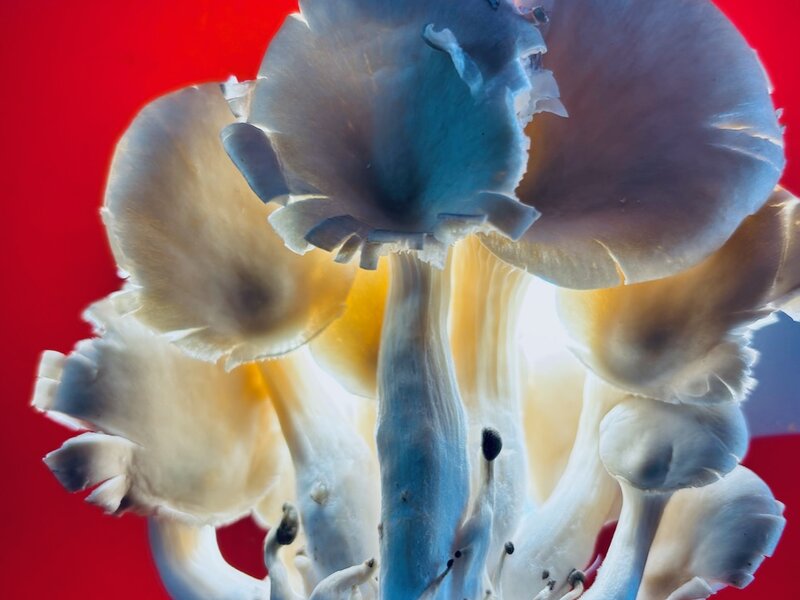 Photograph of Oyster Mushrooms, April 12, 2025.