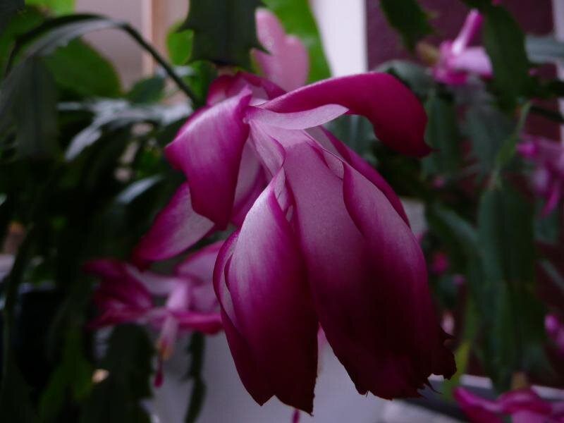Christmas Cactus