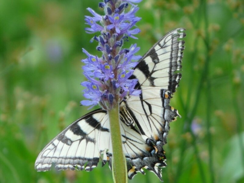 Butterflies are free