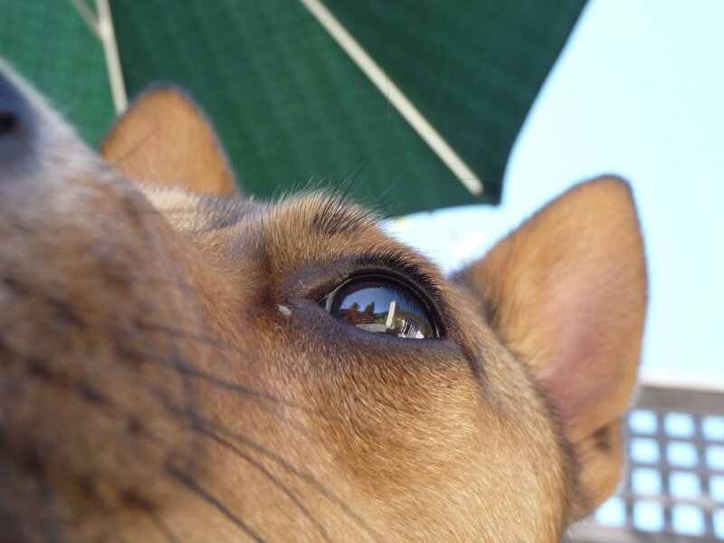 All Seeing Eye Dog