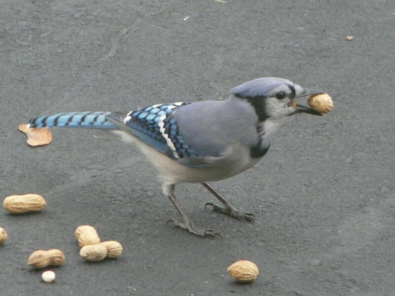 Blue Jay