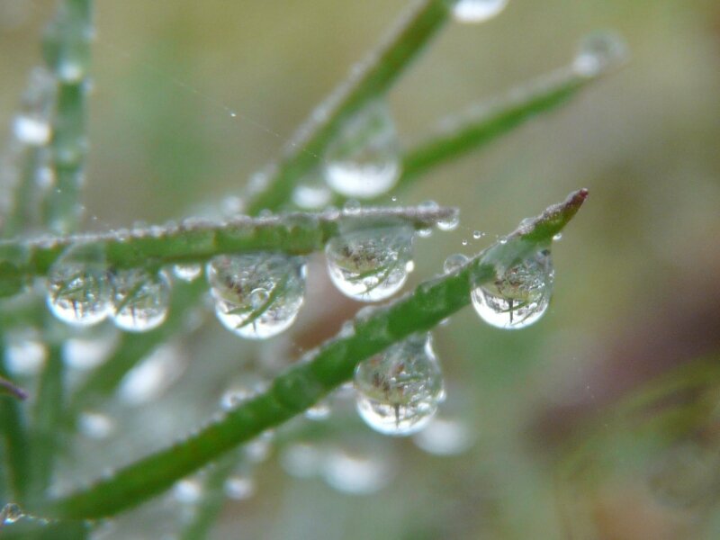 Raindrops