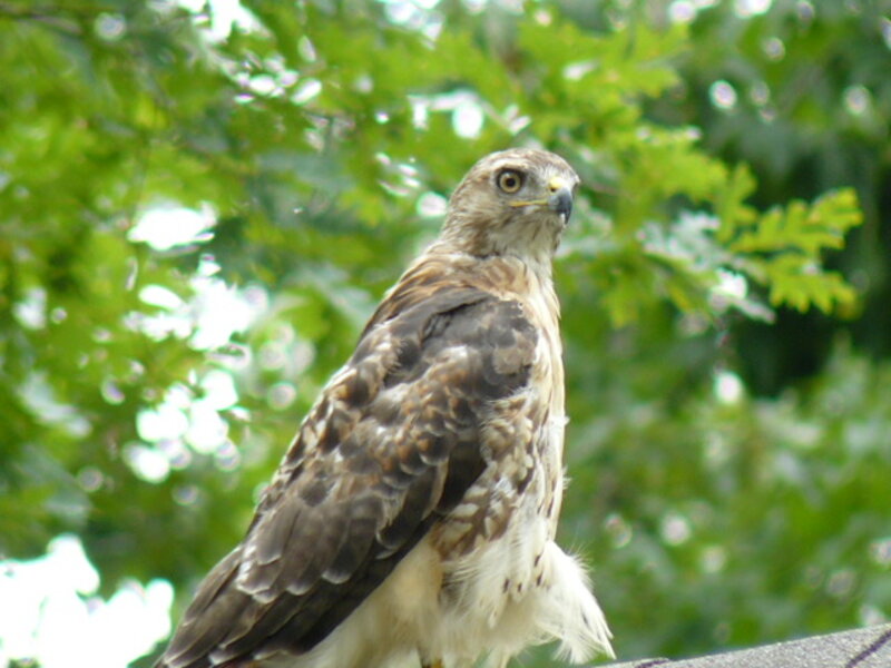 Red Tailed Hawk