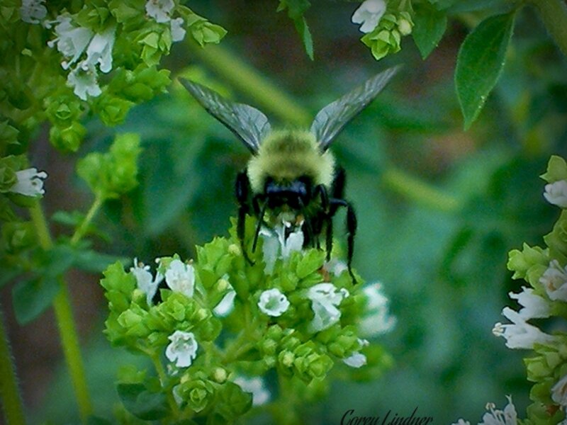 Honey Time