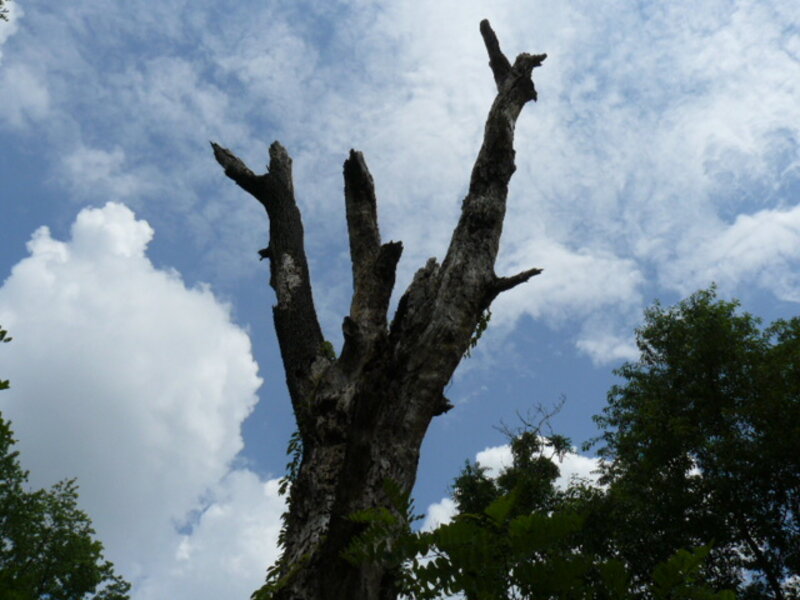 Lonely Tree