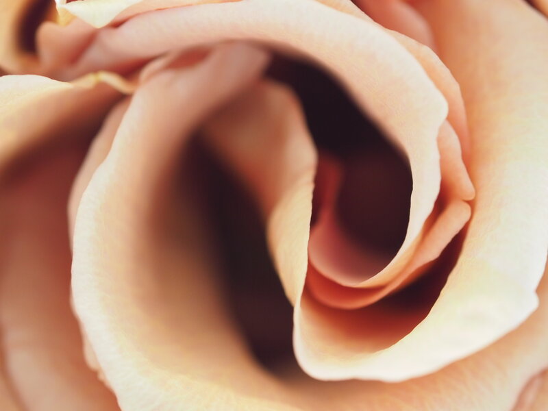 macro photo of a rose