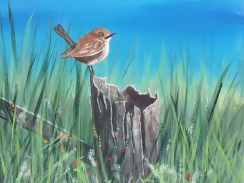 Wren at Rest