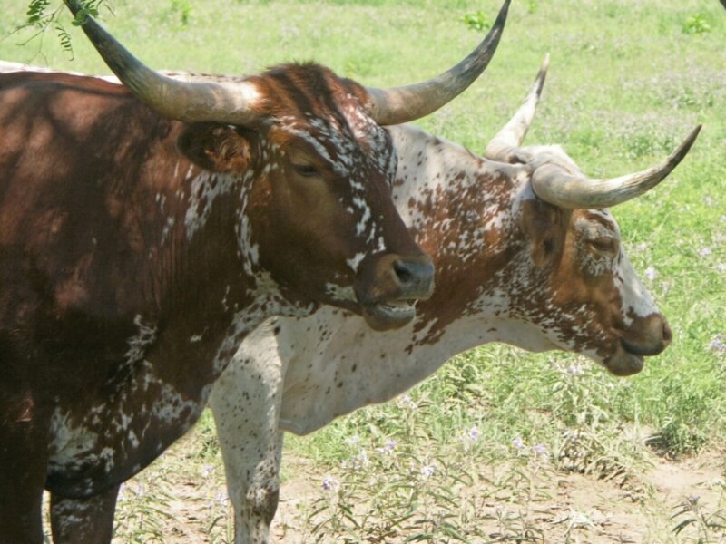 A Couple Of Longhorns
