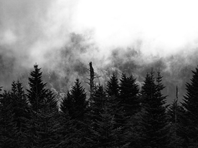 Clouds of fog roll through pine trees and remains of trees burnt in Gatlinburg wild fires