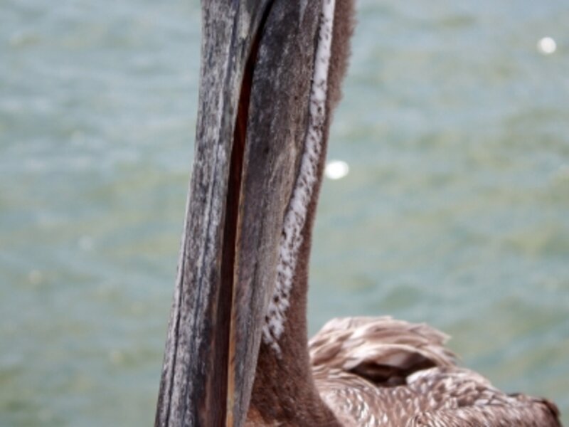 Pass-A-Grille Pelican