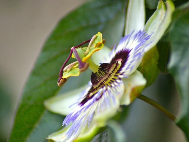 Passion Fruit at the Beginning