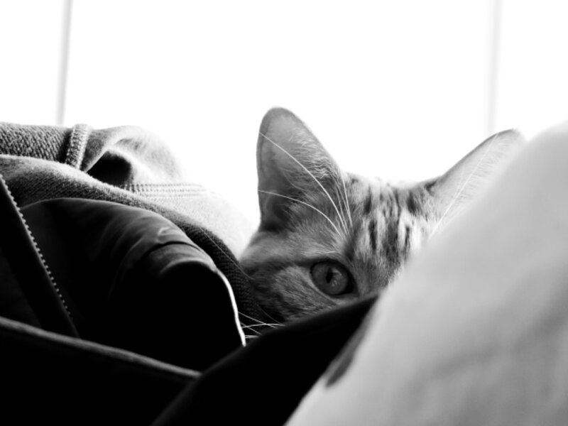 cat, blackandwhite, photography, playful