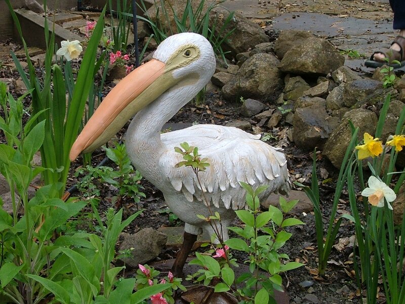 American White Pelican