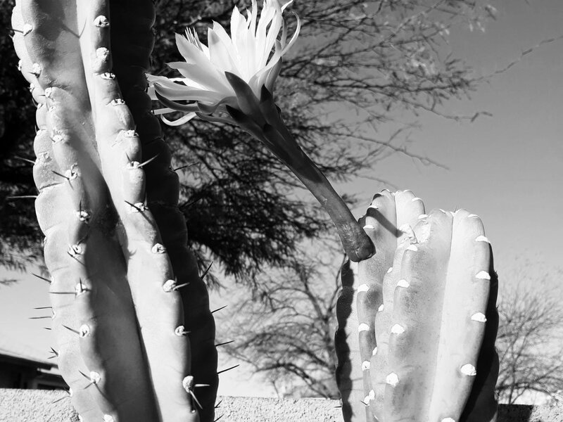 Peruvian Apple Cactus Bloom
