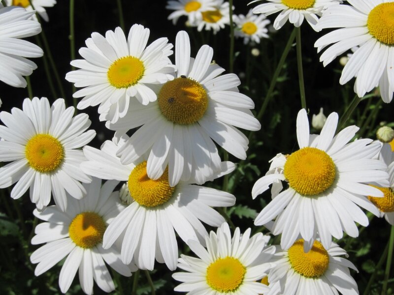 Dasies