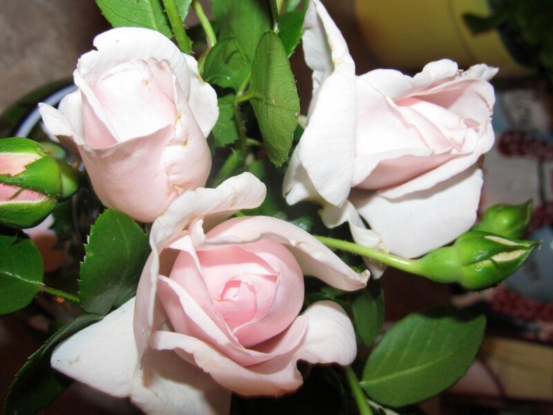Grandma's roses