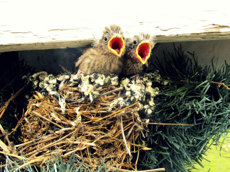 Feed me please!