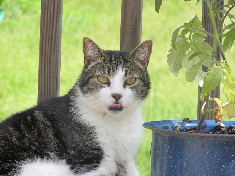 Sylvester
