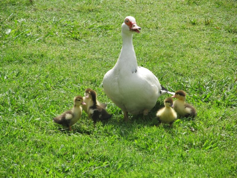 Lucy and her babies