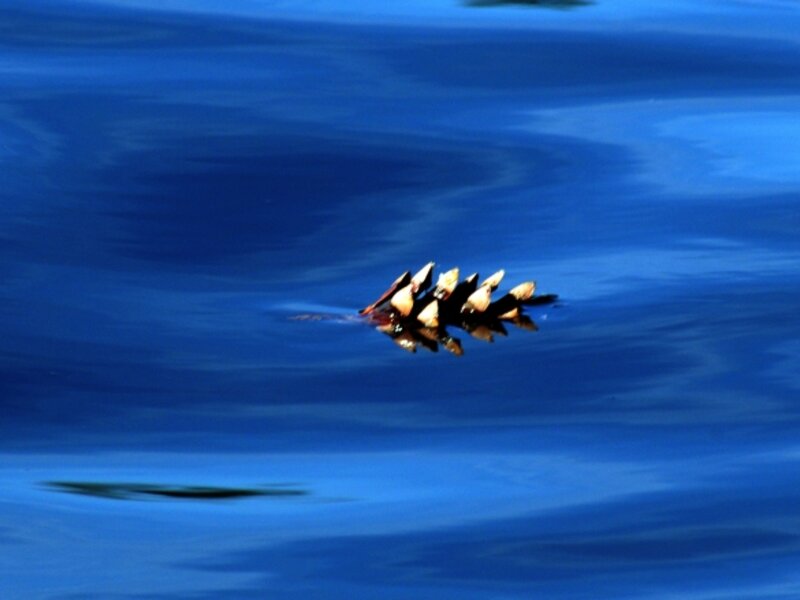 Pinecone in Blue Space