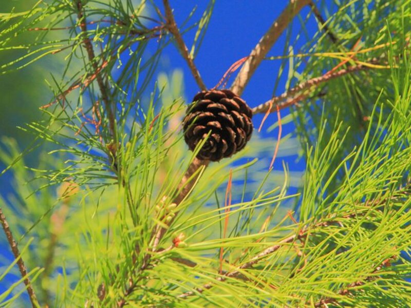 Pinecone