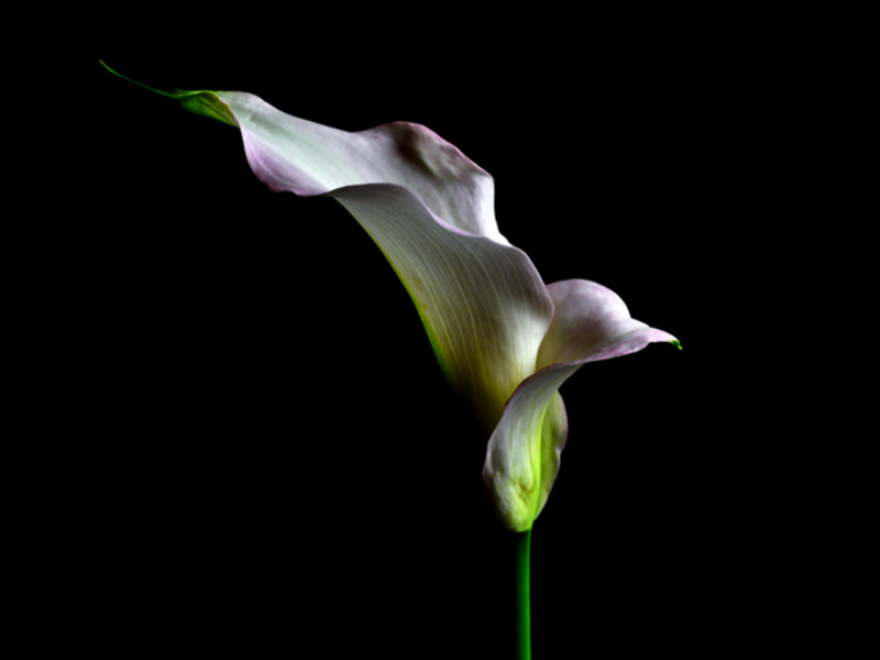 Pink Calla Lily