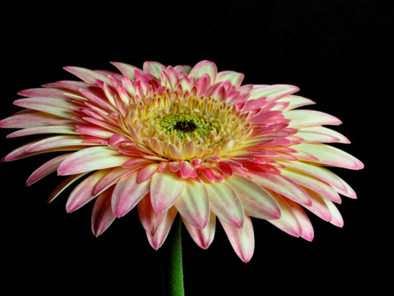 Pink Gerbera