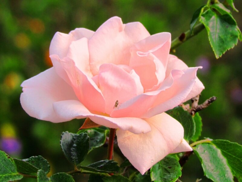 Pink rose