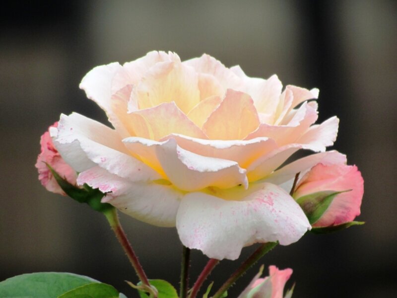 Pink rose