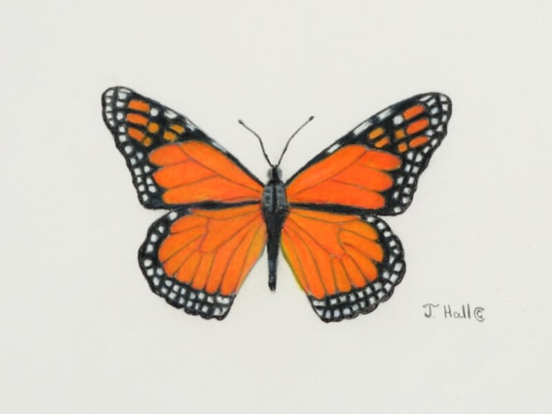 Portrait of Monarch Butterfly