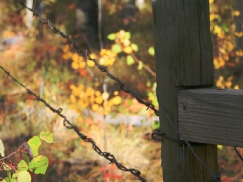 Post and Wire in the Woods