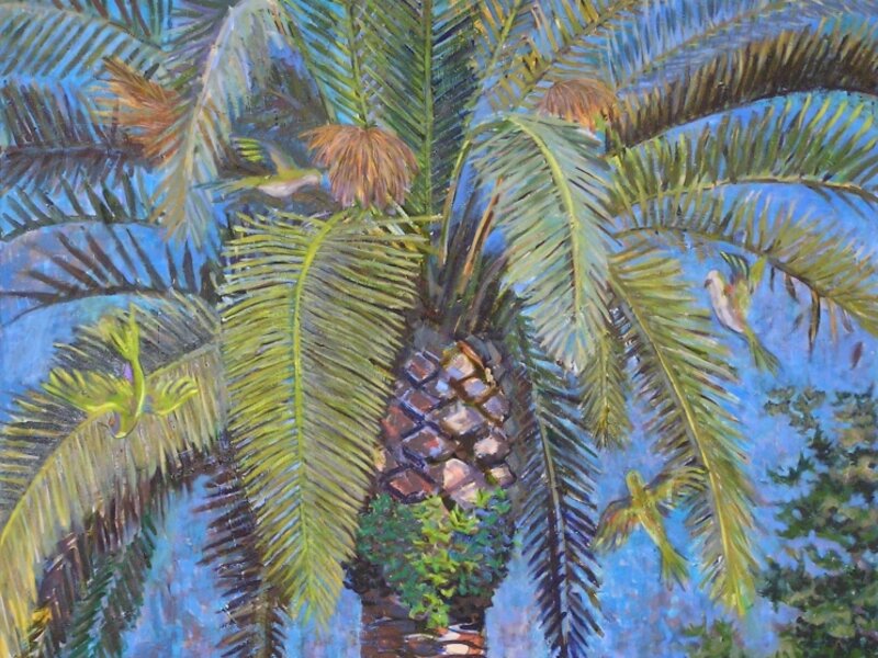 Queen Palm and Monk Parrots 
