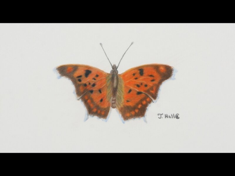 Question Mark Butterfly