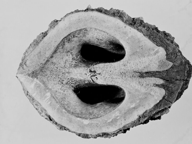 black walnut