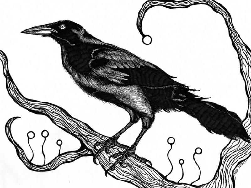 Raven Study (Black & White)